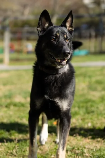 Ares Fka Fenrir thumbnail 3