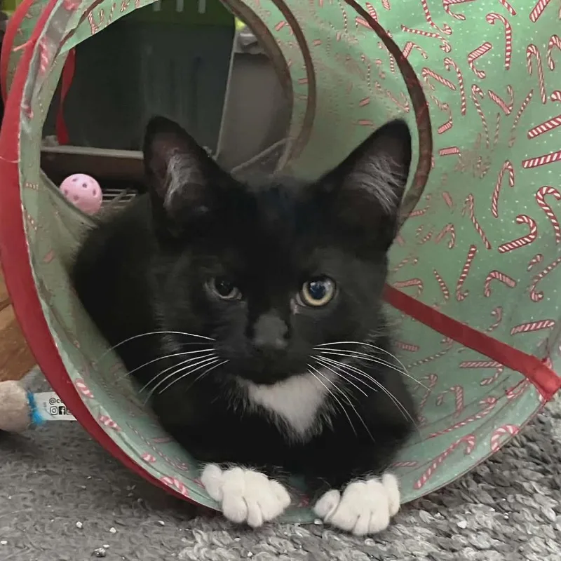 A baby small-sized male Black Domestic Short Hair cat named Simon for adoption in Reisterstown, MD