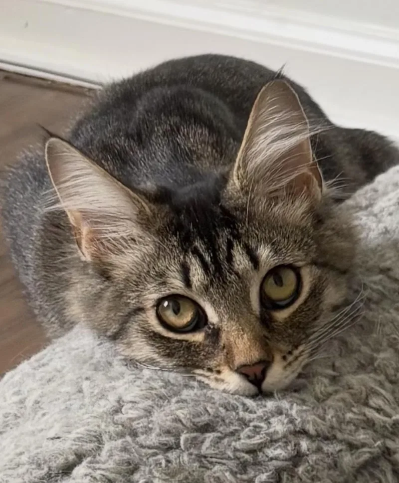 A young medium-sized female Tabby (Tiger Striped) Maine Coon cat named Anita for adoption in Allentown, NJ