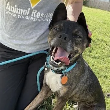 An adult small-sized male Black Mixed Breed dog named Choco for adoption in Springfield, MO