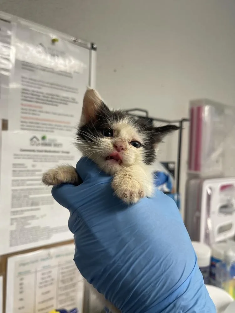 A baby medium-sized female Black & White / Tuxedo Domestic Short Hair cat named Amanda for adoption in Bolivar, MO