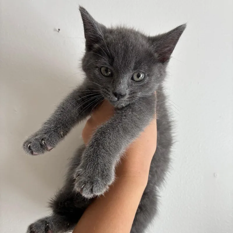 A baby small-sized male Gray / Blue / Silver Domestic Short Hair cat named Pencil in Manchester for adoption in Alexandria, VA