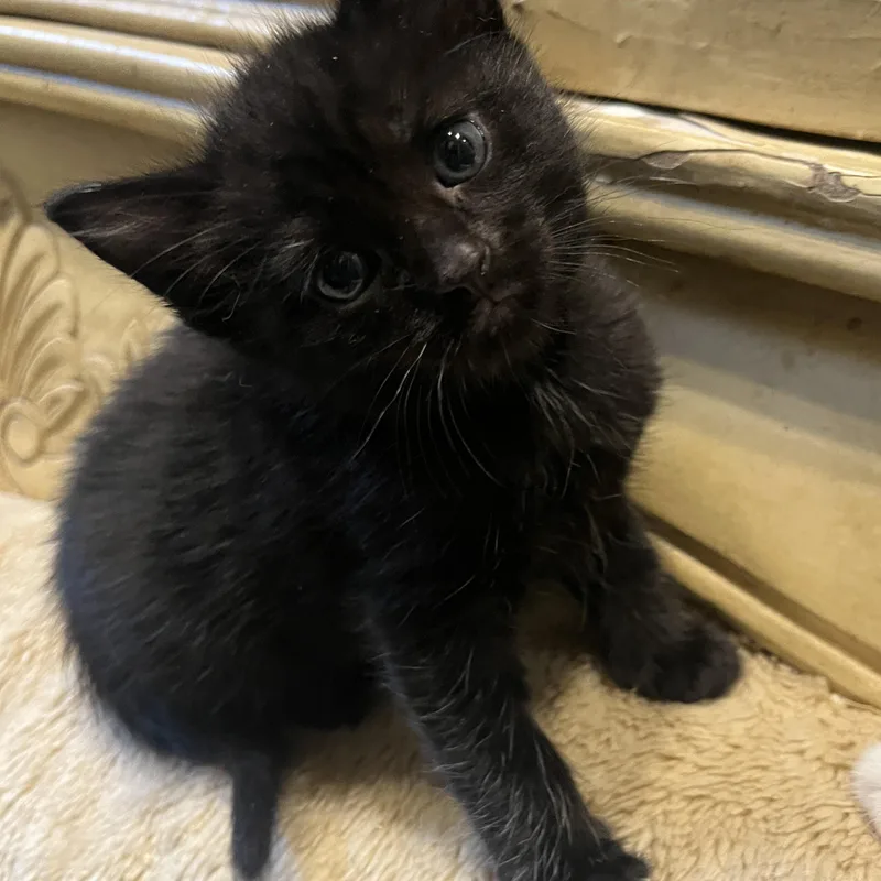 A baby medium-sized male Black Domestic Short Hair cat named Luca for adoption in Moriches, NY