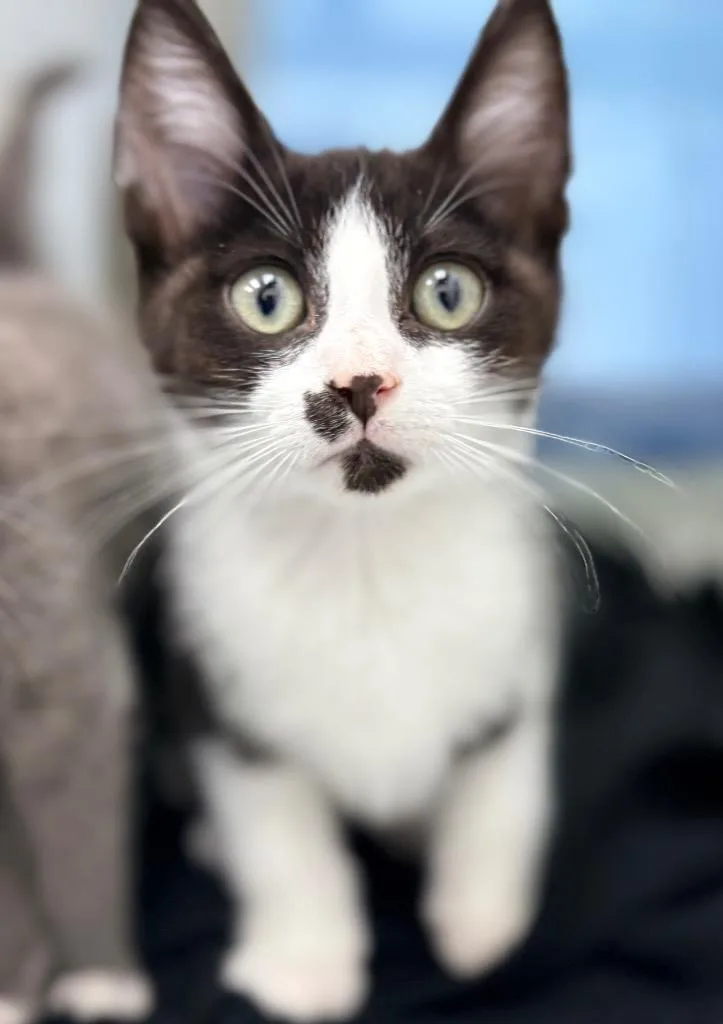 A baby small-sized male Domestic Short Hair cat named Afton for adoption in Hartsville, SC