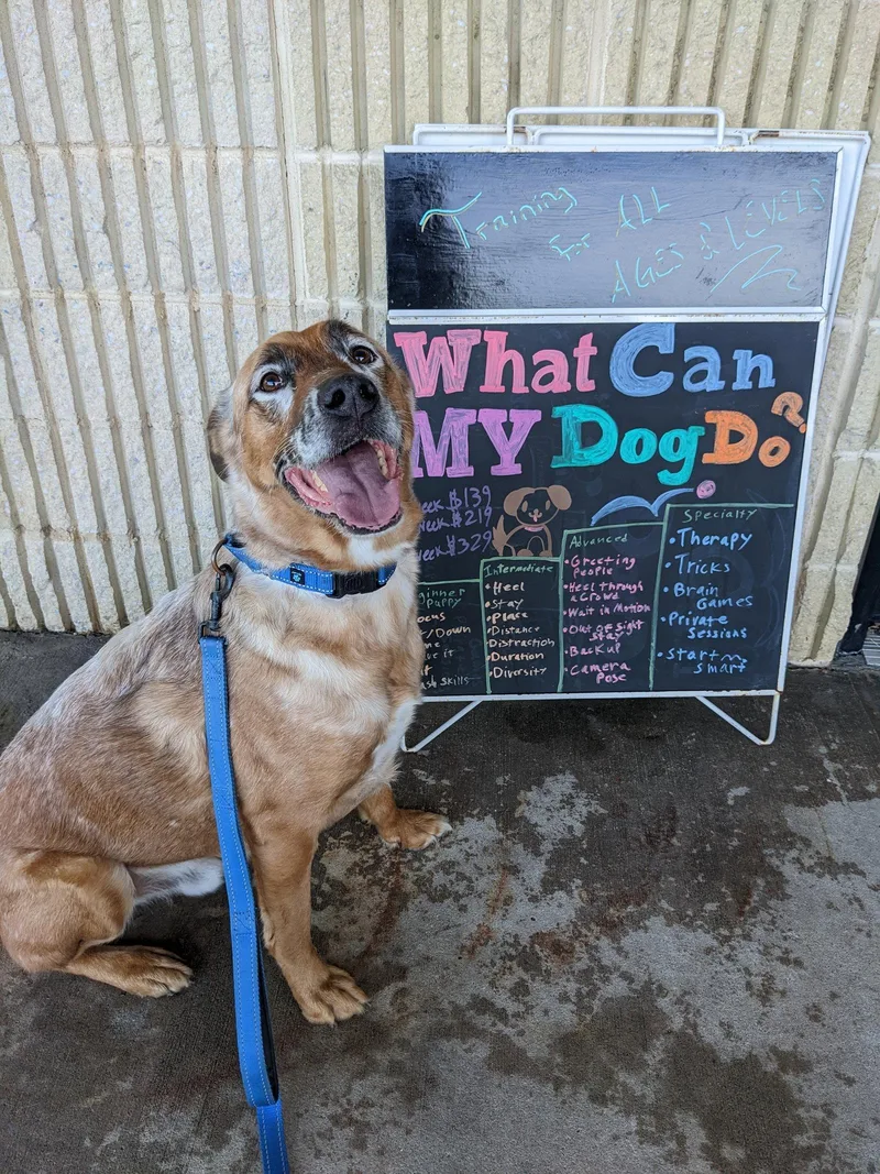 An adult large-sized male Shepherd dog named Drako for adoption in Holbrook, NY