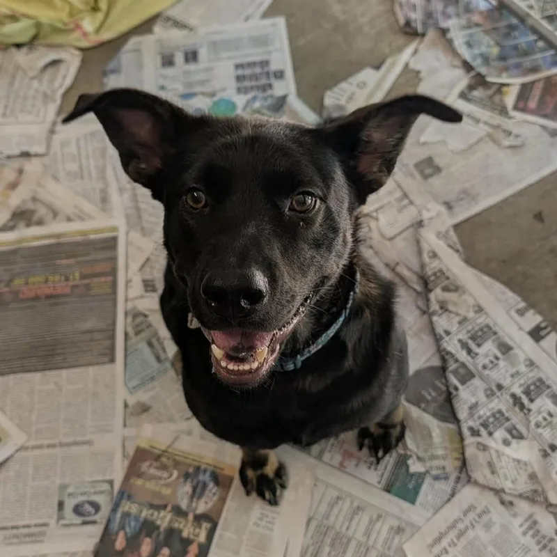 An adult medium-sized male Black Mixed Breed dog named Tanner for adoption in Grand Rapids, MI