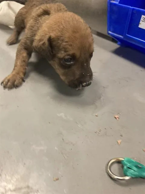 A baby small-sized male Mixed Breed dog named Elmo for adoption in Dallas, TX