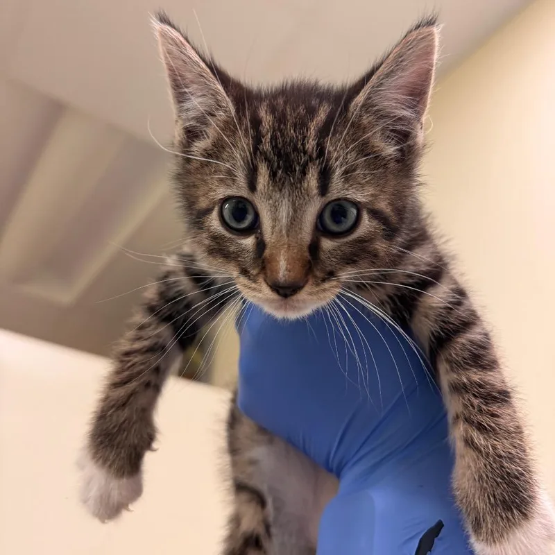 A baby small-sized male Brown / Chocolate Domestic Short Hair cat named Tom Knock for adoption in Lynchburg, VA