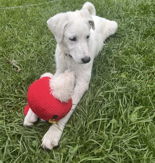 A baby large-sized female White / Cream Great Pyrenees dog named Marley for adoption in Spring, TX
