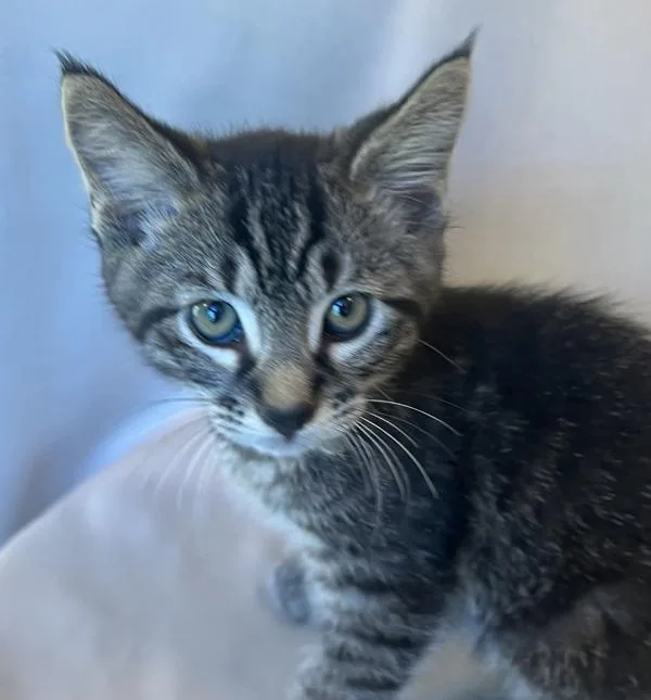 A baby medium-sized male Domestic Short Hair cat named Huckleberry for adoption in Silverdale, WA