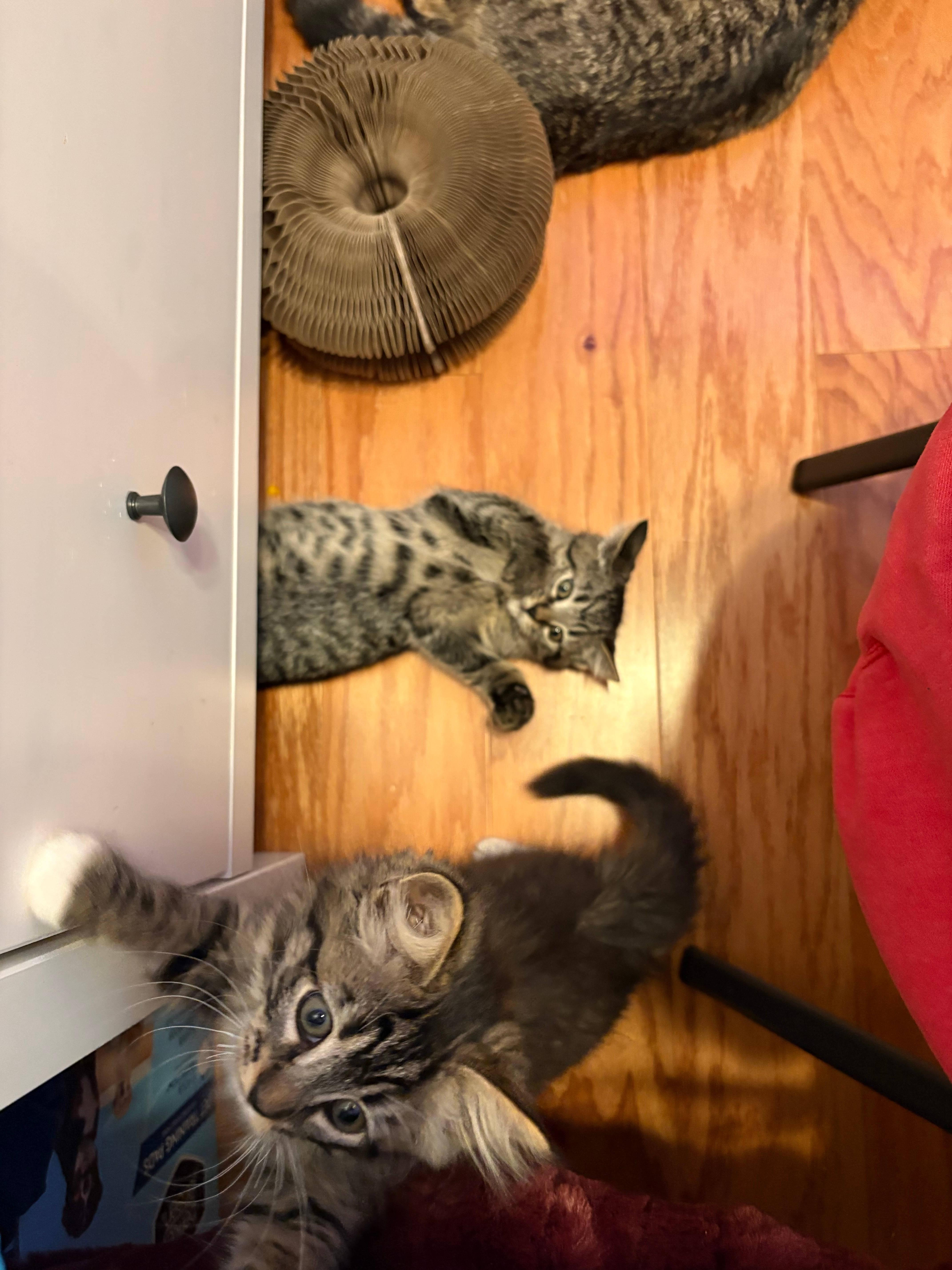 Lynxsky And Pepper thumbnail 2