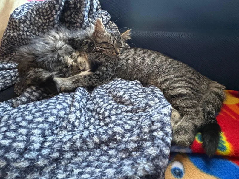Lynxsky And Pepper thumbnail 5