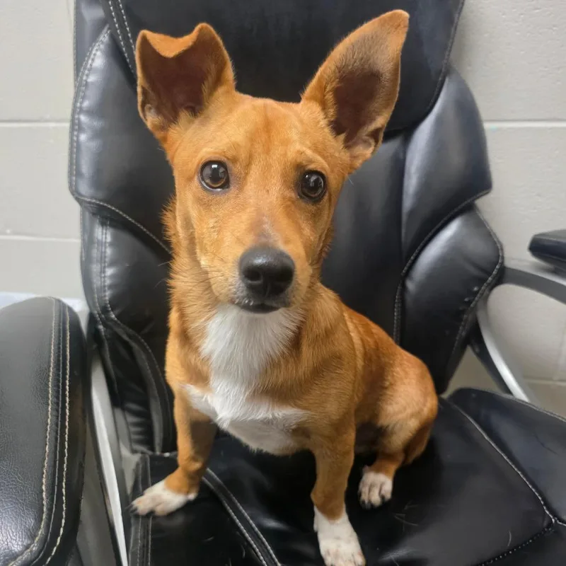 A young small-sized male Yellow / Tan / Blond / Fawn Mixed Breed dog named Jimmy for adoption in Lufkin, TX