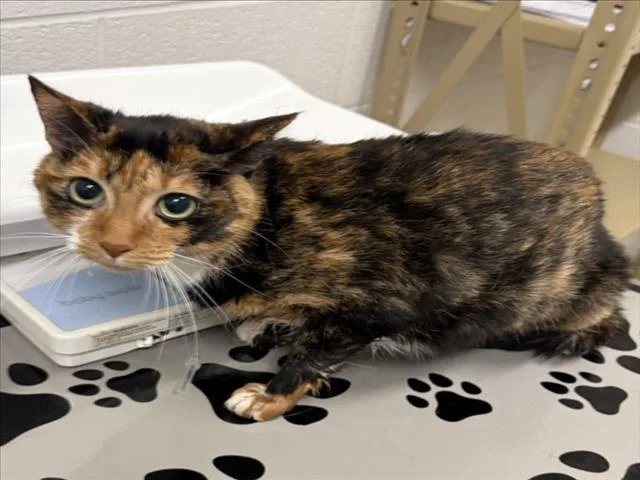 A young small-sized female Domestic Short Hair cat named Toffee for adoption in Derwood, MD