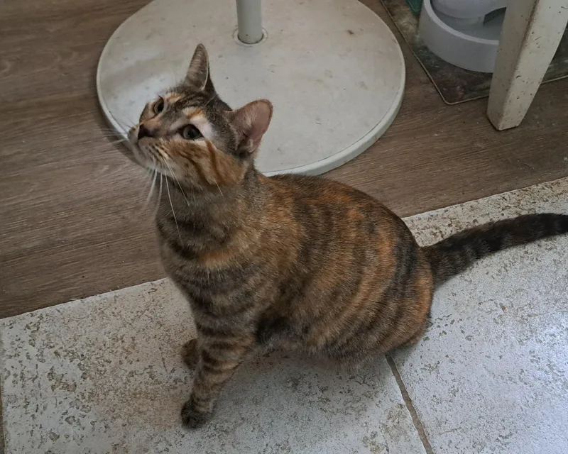 A young medium-sized female Tortoiseshell cat named Sweetpea for adoption in Riverside, CA