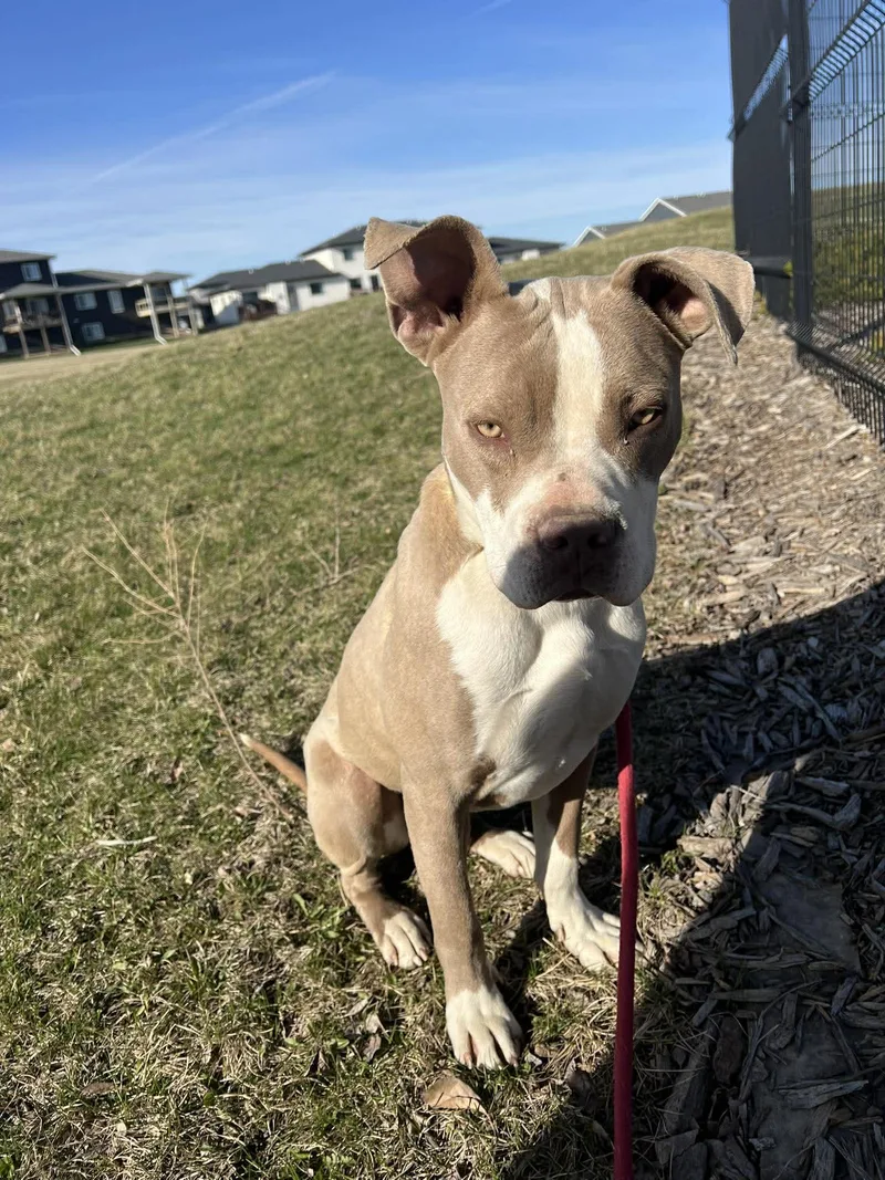 A young large-sized male Pit Bull Terrier dog named Parker for adoption in Waterloo, IA