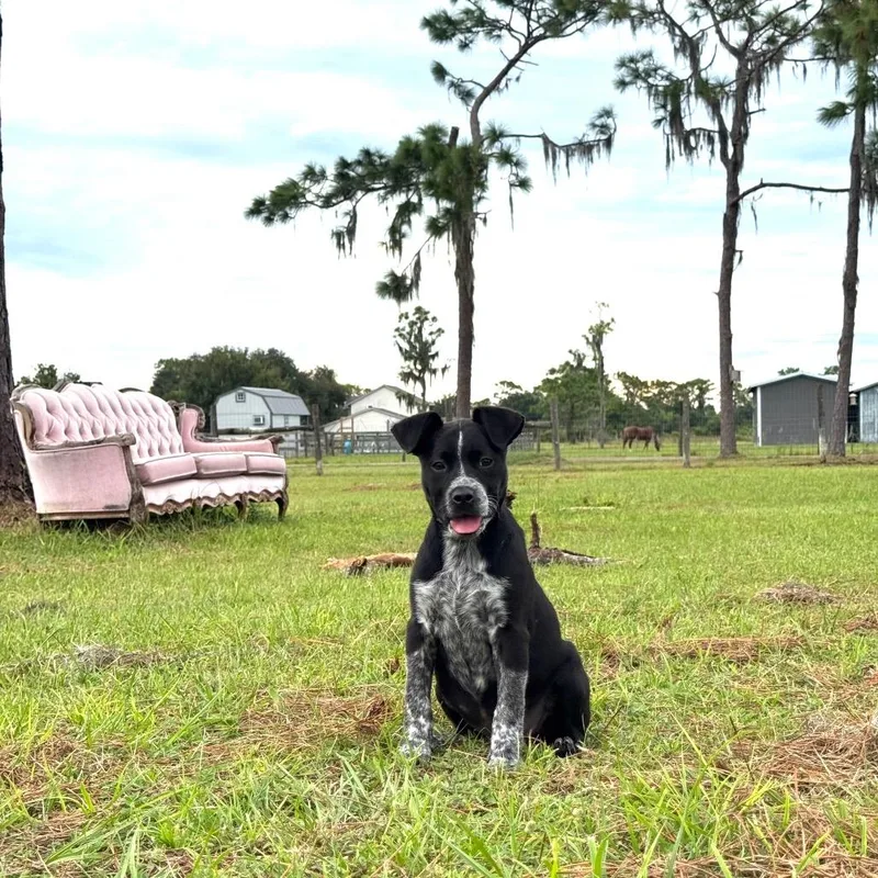 A baby medium-sized female Australian Cattle Dog / Blue Heeler dog named Fifi for adoption in Myakka City, FL