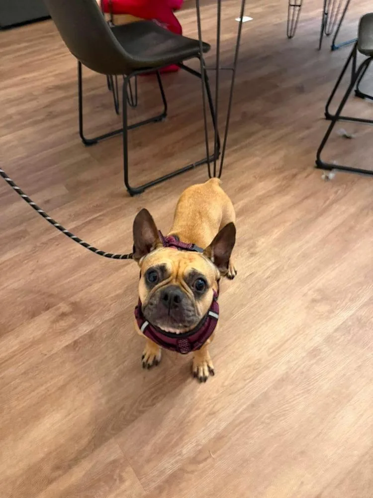An adult small-sized female Brown / Chocolate French Bulldog dog named Sunday for adoption in Saugus, MA
