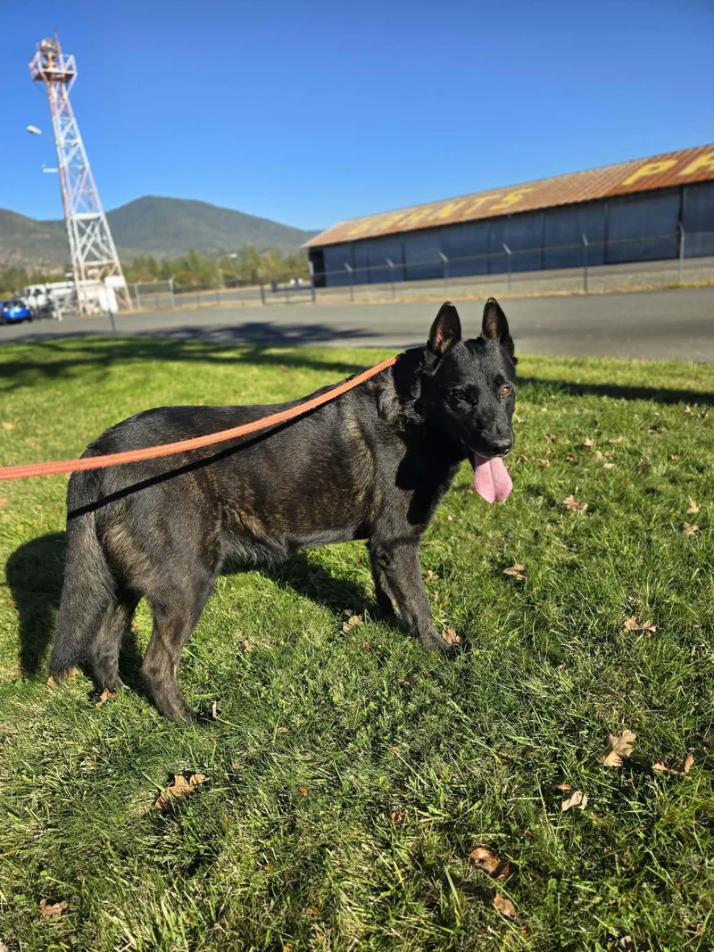 An adult large-sized male German Shepherd Dog dog named Whopper for adoption in Grants Pass, OR