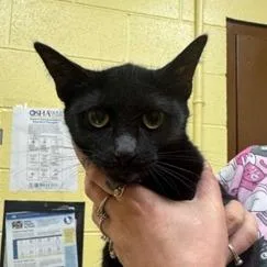 An adult medium-sized female Black Domestic Short Hair cat named Kelly for adoption in New York, NY
