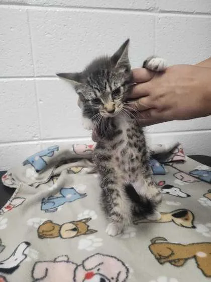 An adult small-sized female Domestic Short Hair cat named Goopy for adoption in Spruce Pine, NC