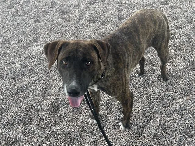 Brindle