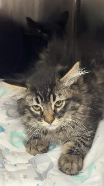 A baby small-sized female Domestic Long Hair cat named Jewel for adoption in Casper, WY