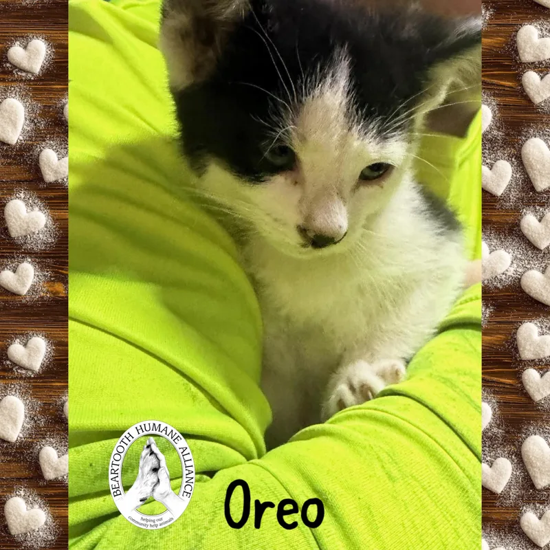 Oreo