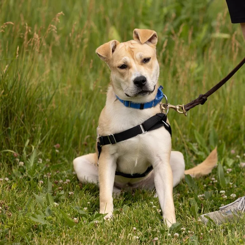 A young medium-sized female Yellow / Tan / Blond / Fawn Mixed Breed dog named Lemon for adoption in Waukesha, WI