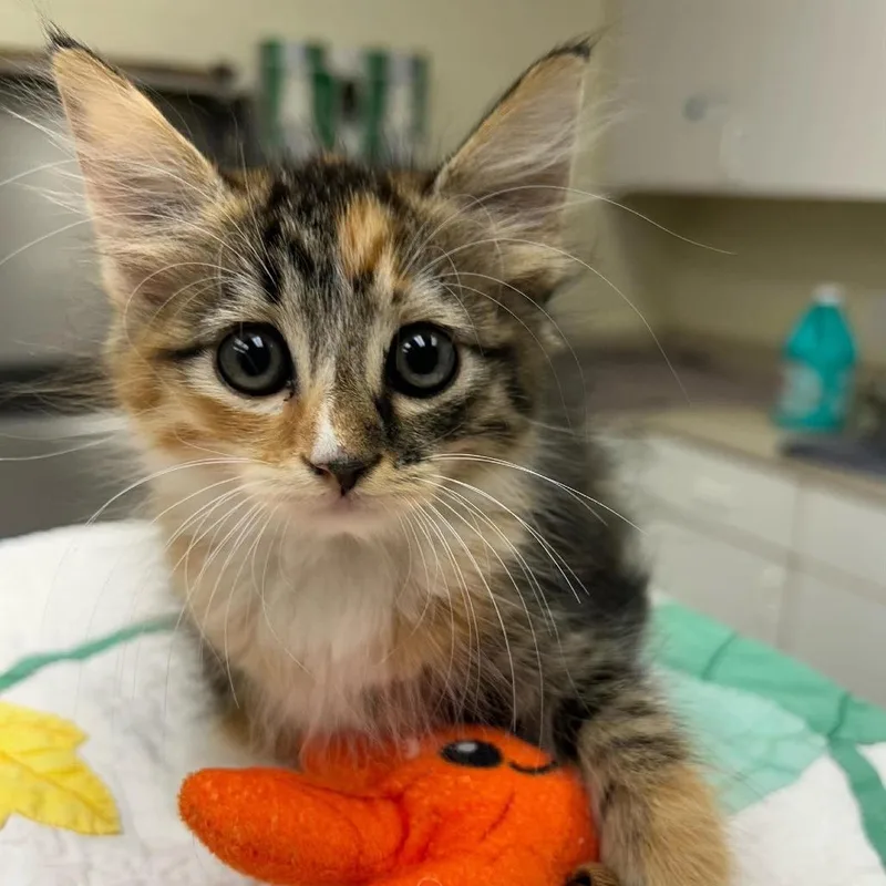 A baby small-sized female Domestic Short Hair cat named Cinnamon for adoption in Bastrop, TX