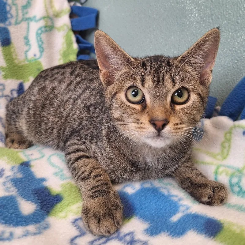 A baby small-sized male Brown / Chocolate Domestic Short Hair cat named Triscuits for adoption in Attica, NY