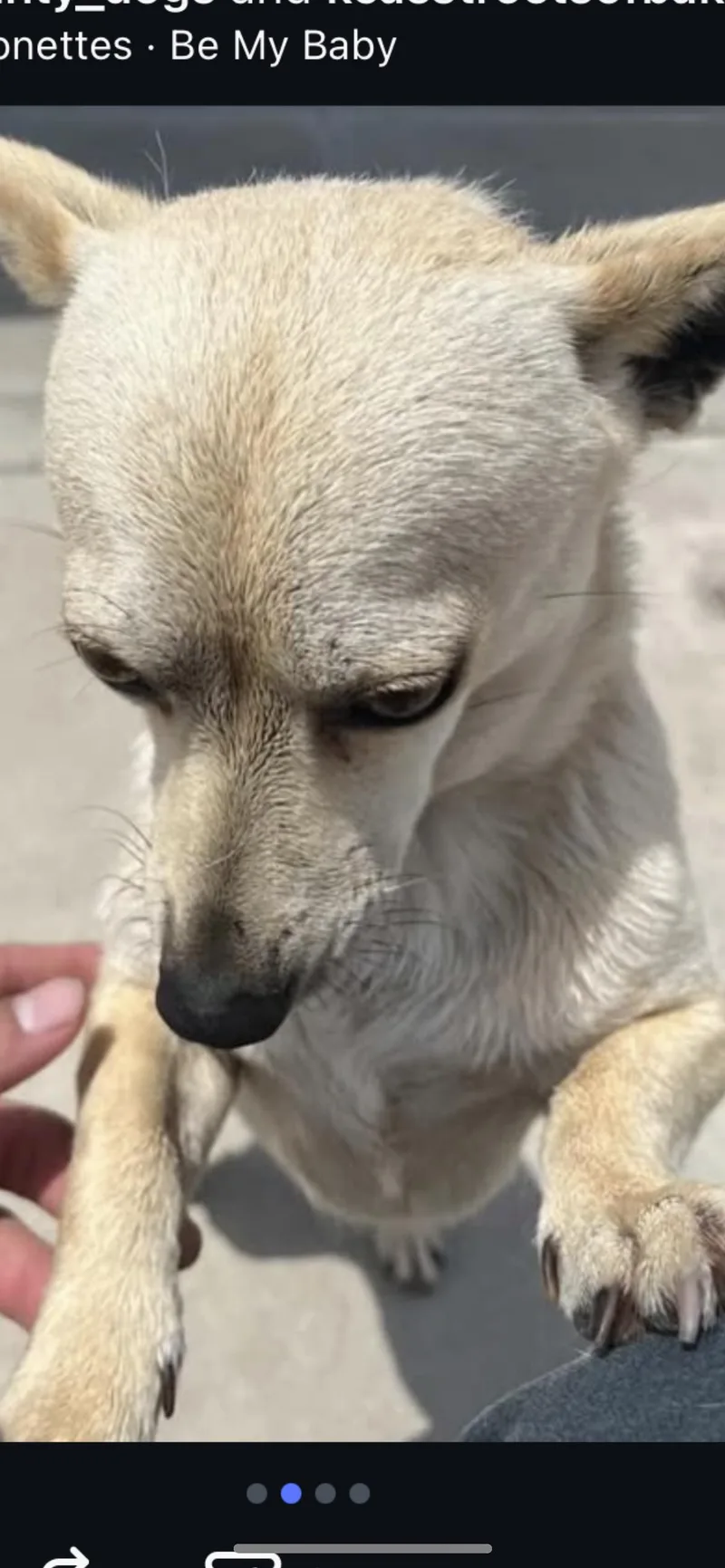 A young small-sized male Apricot / Beige Chihuahua dog named Rivers for adoption in Hamden, CT