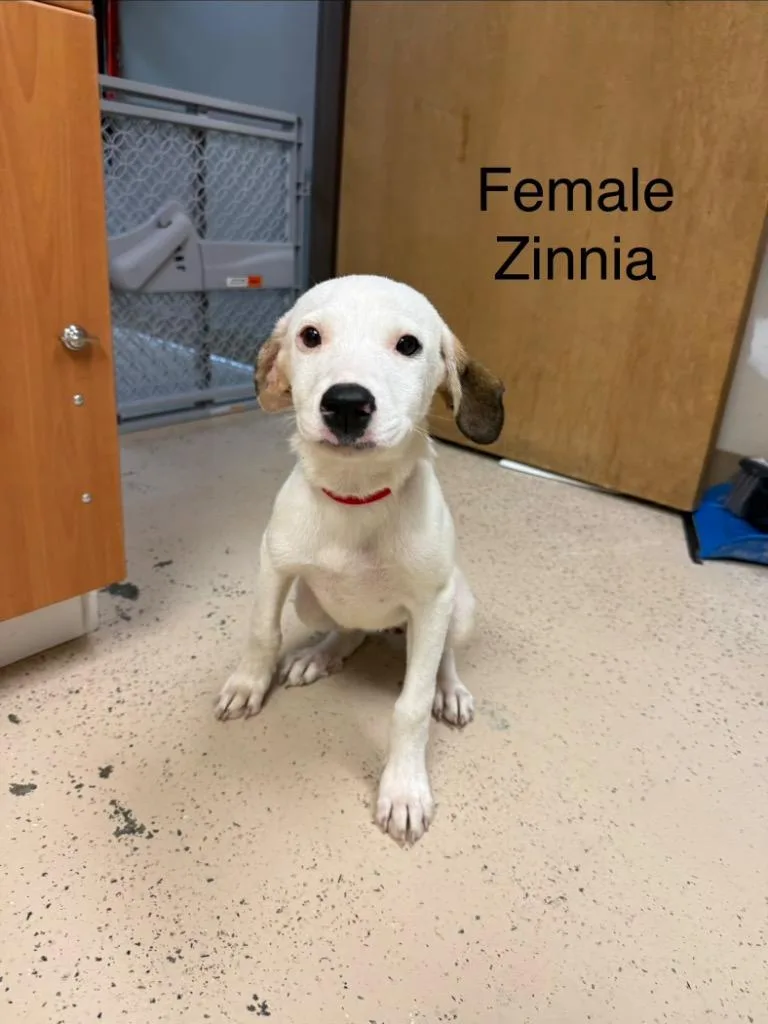 Zinnia