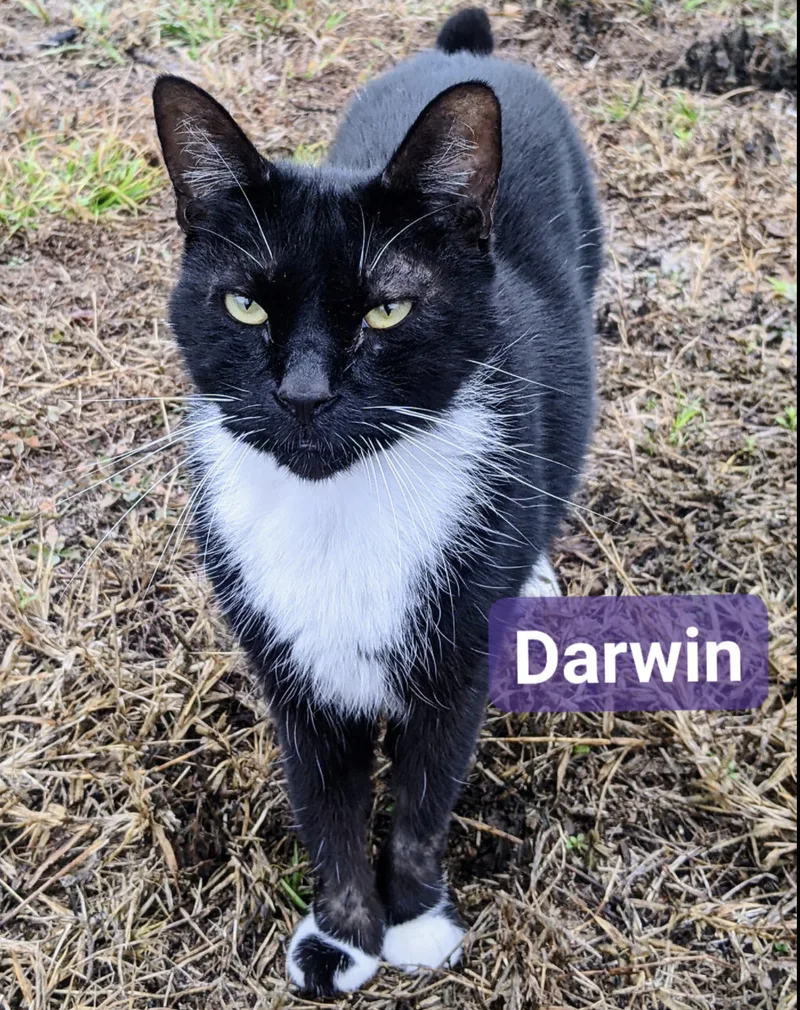 Darwin