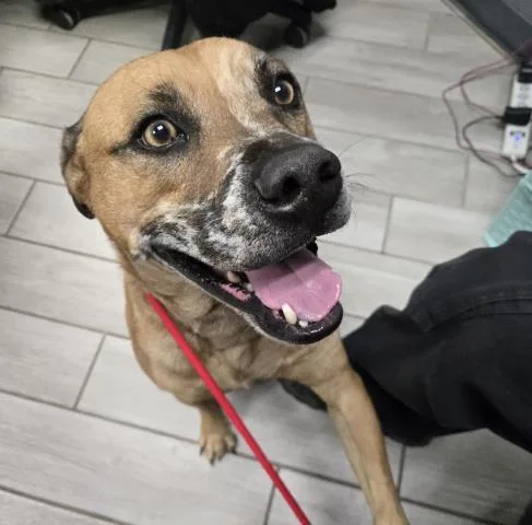 An adult large-sized male Mixed Breed dog named Buddy for adoption in Pensacola, FL