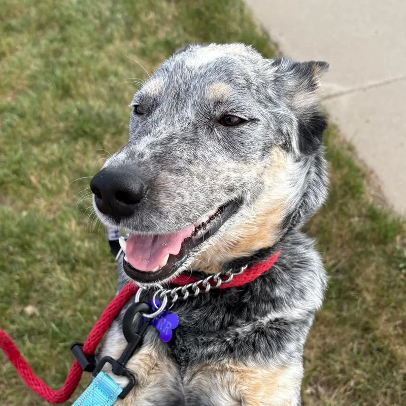 A young medium-sized female Gray / Blue / Silver Mixed Breed dog named Scarlette for adoption in Bismarck, ND