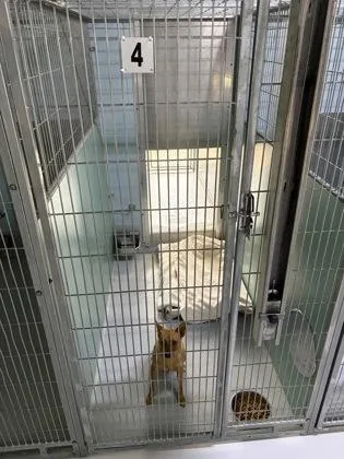 A young medium-sized male Chihuahua dog named Bo for adoption in Cumming, GA