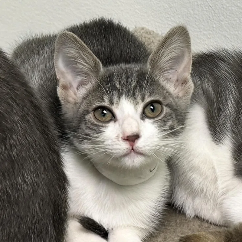 A baby small-sized female Gray / Blue / Silver Domestic Short Hair cat named Jo for adoption in Monroe, LA