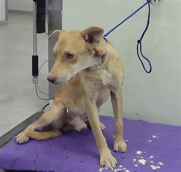 A young medium-sized male Labrador Retriever dog named A for adoption in Houston, TX