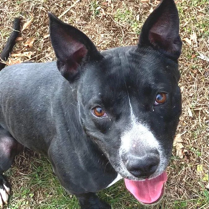 Honeybee thumbnail 2