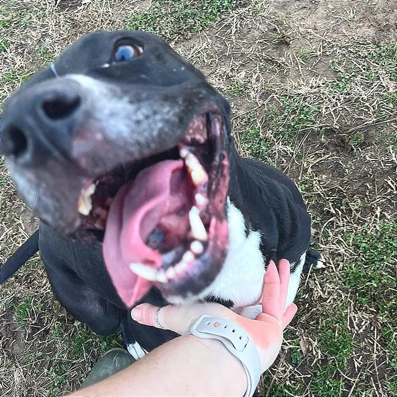 Honeybee thumbnail 3