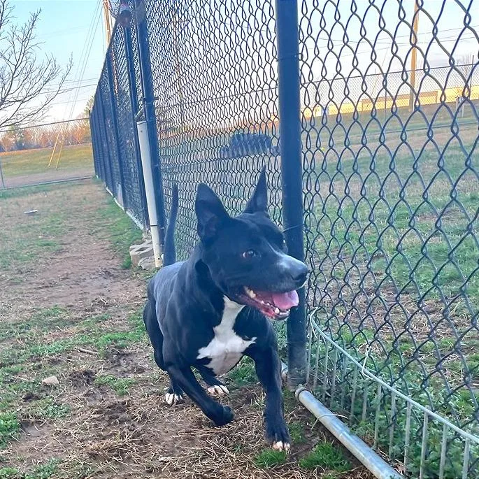 Honeybee thumbnail 4