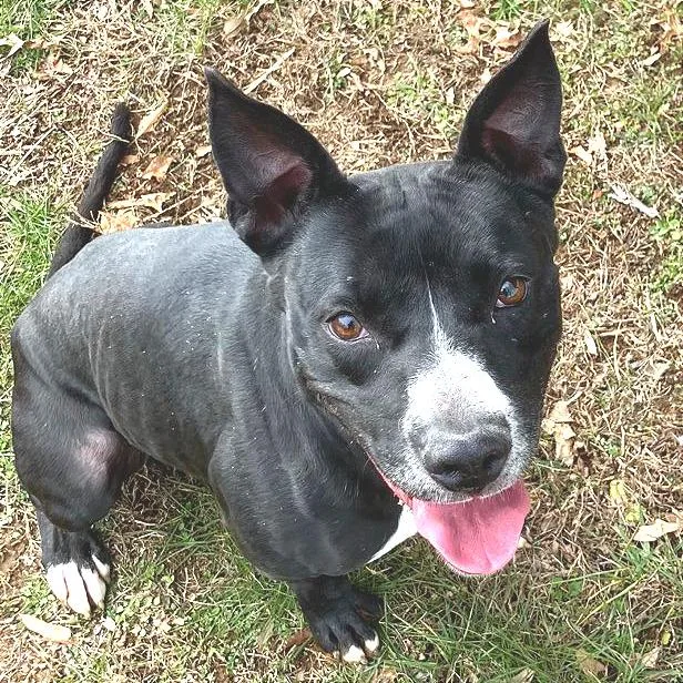 Honeybee thumbnail 5