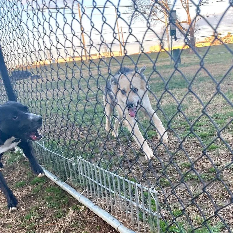 Honeybee thumbnail 6