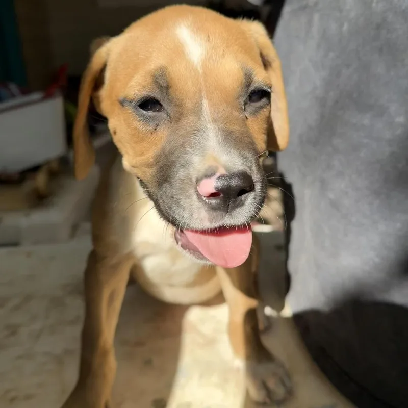 A baby small-sized female Yellow / Tan / Blond / Fawn Mixed Breed dog named Milk Dud for adoption in Midland, TX