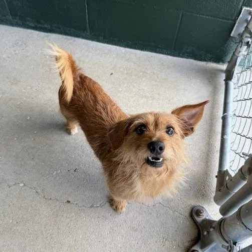 An adult small-sized male Yellow / Tan / Blond / Fawn Terrier dog named Frisson for adoption in Carencro, LA