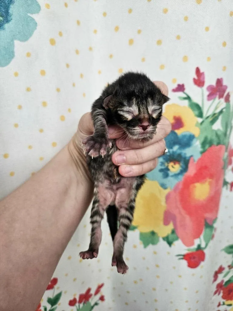 A baby medium-sized female Domestic Short Hair cat named Skittles for adoption in Johnson City, TN