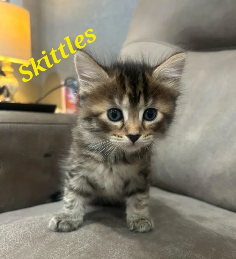 Skittles thumbnail 4
