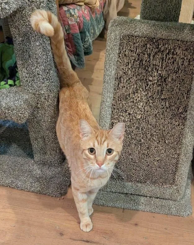 Jarvis  Handsome Friendly thumbnail 2