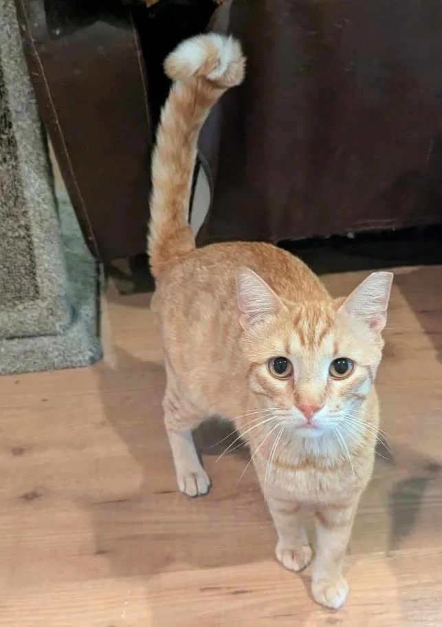 Jarvis  Handsome Friendly thumbnail 3